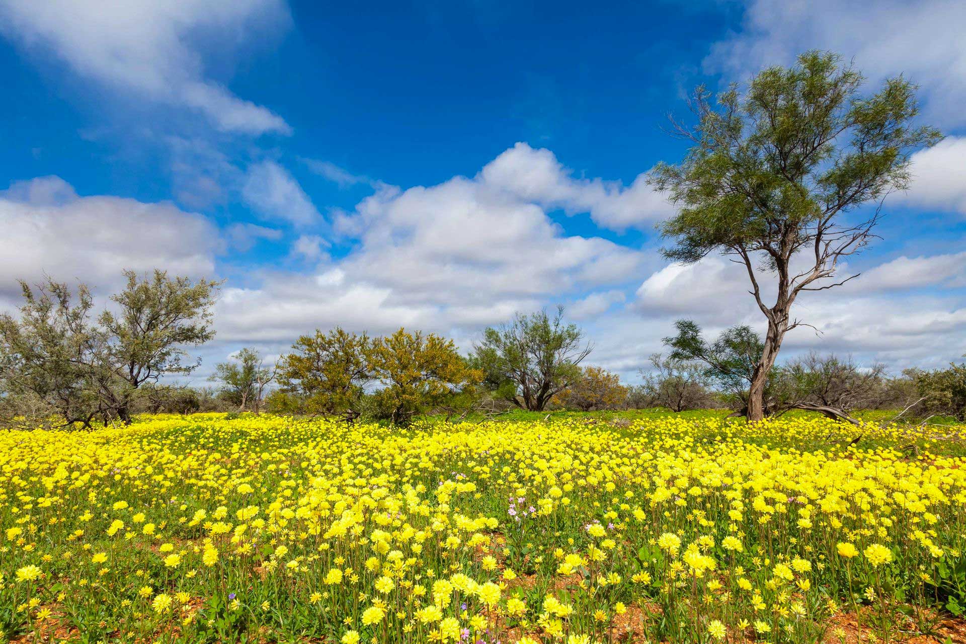 midwest wildflowers 01