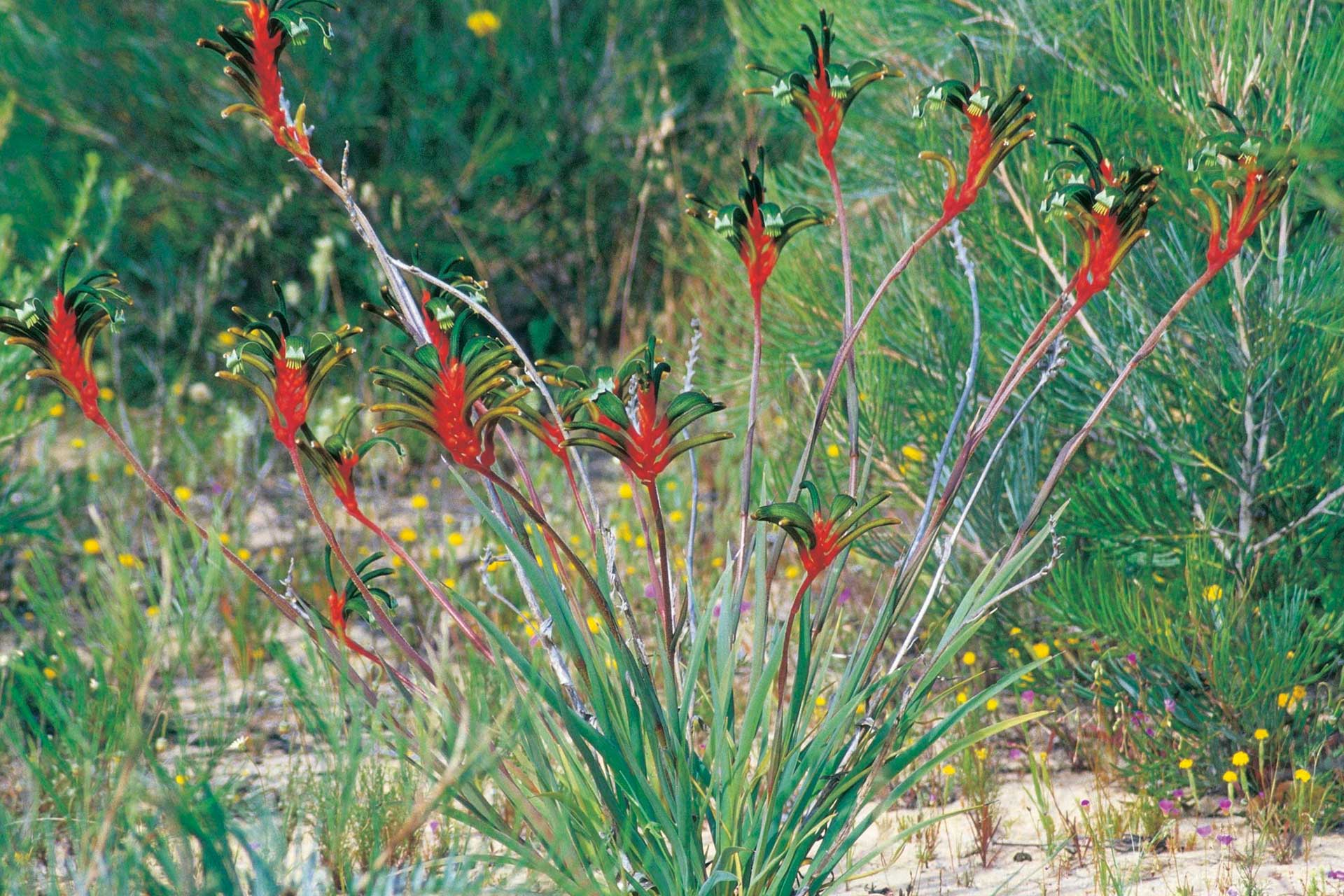 midwest wildflowers 03