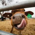 cattle 02 thumb