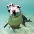 sea lion 01 thumb